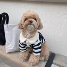 dog cooling vest summer — front view